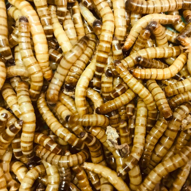 200g morio worms (approximately 250)