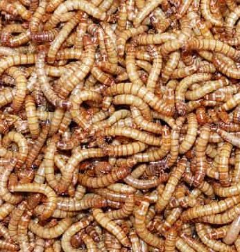 1kg mealworms 